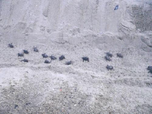 Leatherback Hatchlings